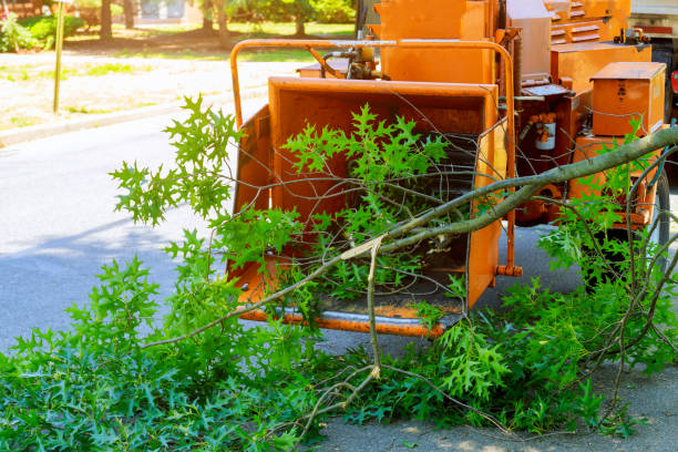 Professional Tree Service in Williamstown, PA